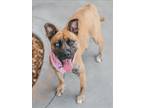 Adopt TINK a Boxer
