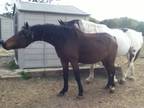 Adopt Emily a Morgan