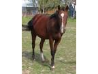 Adopt Mia a Quarterhorse, Grade