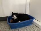 Adopt Kaboodle a Domestic Short Hair