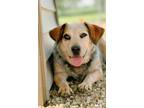 Adopt Hayley a Beagle, Australian Cattle Dog / Blue Heeler