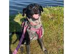 Adopt Ann a English Pointer