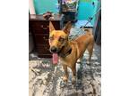 Adopt Blondie #191 a Belgian Shepherd / Malinois, Husky