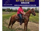 Sorrel Tennessee Walking Mare