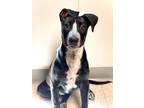 Adopt LICORICE LUCY (LILU) a Great Dane, Labrador Retriever