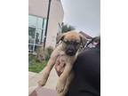 Adopt BIANCA a German Shepherd Dog