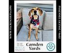 Adopt Camden Yards (Ballpark Pups) 050424 a Coonhound, Shepherd