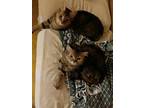 Adopt Zatona and Basbosa a Egyptian Mau
