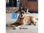 Adopt Lucy a Australian Cattle Dog / Blue Heeler