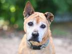 Adopt MONICA a Black Mouth Cur