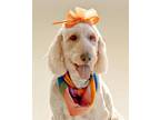 Adopt Penny a Golden Retriever, Poodle