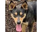 Adopt Sassy a German Shepherd Dog