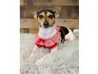 Adopt Laura a Rat Terrier, Jack Russell Terrier