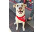 Adopt Dolly a American Staffordshire Terrier, Husky