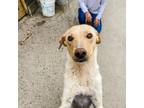 Adopt Almond a Mixed Breed