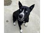 Adopt Juno a Husky