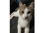 Adopt Valentina a Domestic Short Hair