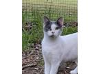 Adopt Haley a Domestic Short Hair