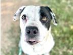 Adopt COCO BEAN* a American Staffordshire Terrier