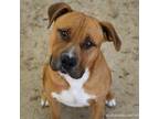 Adopt HUBBA BUBBA a Mastiff