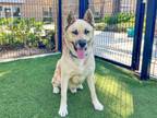 Adopt FLUFFY a Akita, Mixed Breed