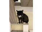 Adopt LEO a Domestic Short Hair