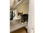 Adopt SUNNY a Domestic Short Hair
