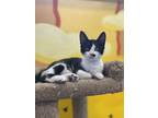 Adopt Stray Charles a Domestic Short Hair