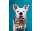 Adopt Dax a Boxer, Mixed Breed