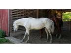 Adopt Ocho a Missouri Foxtrotter, Gaited
