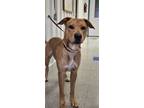 Adopt Milo a Labrador Retriever, Mixed Breed
