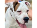 Adopt Bullet a Staffordshire Bull Terrier, Mixed Breed