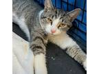 Adopt Lumpy a Domestic Short Hair