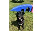 Adopt Barkley a Labrador Retriever, Mixed Breed