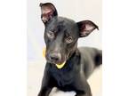 Adopt Maynard a Labrador Retriever, Mixed Breed