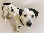 Adopt BUSTER a Australian Cattle Dog / Blue Heeler, Mixed Breed
