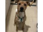 Adopt Marley2 a Catahoula Leopard Dog, Mixed Breed