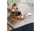 Adopt MAVERICK a Labrador Retriever, German Shepherd Dog