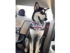 Adopt MAX a Husky, Chow Chow
