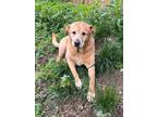 Adopt Gibbs a Retriever