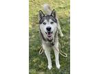 Adopt Kai a Siberian Husky
