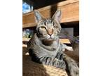 Adopt Munchkin / Goose a Domestic Short Hair