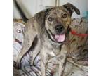 Adopt Murphy a Mountain Cur