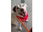 Adopt Luke a Hound, Staffordshire Bull Terrier