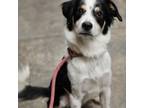 Adopt Liam a Collie
