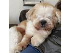 Adopt Finn a Shih Tzu