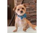 Adopt Leo a Havanese, Lhasa Apso