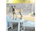 Adopt Dunji a Black Mouth Cur