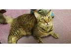 Adopt Ben a Tabby, Maine Coon