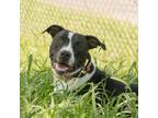 Adopt Nabisco a Pit Bull Terrier